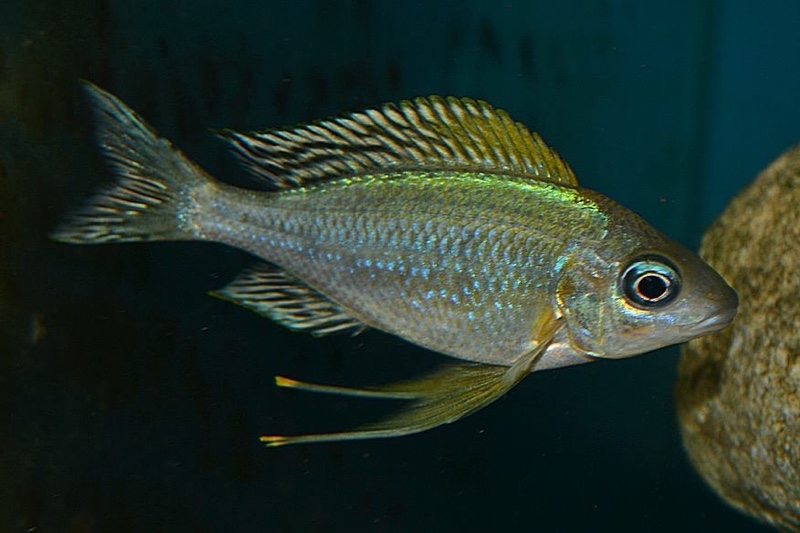 Ophthalmotilapia nasuta 'Ndole Bay'